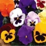 Pansies in landscaping fall color